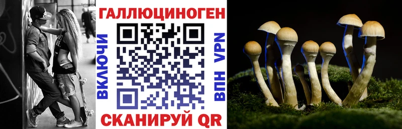 hydra   Козловка  Псилоцибиновые грибы Psilocybe  где продают  